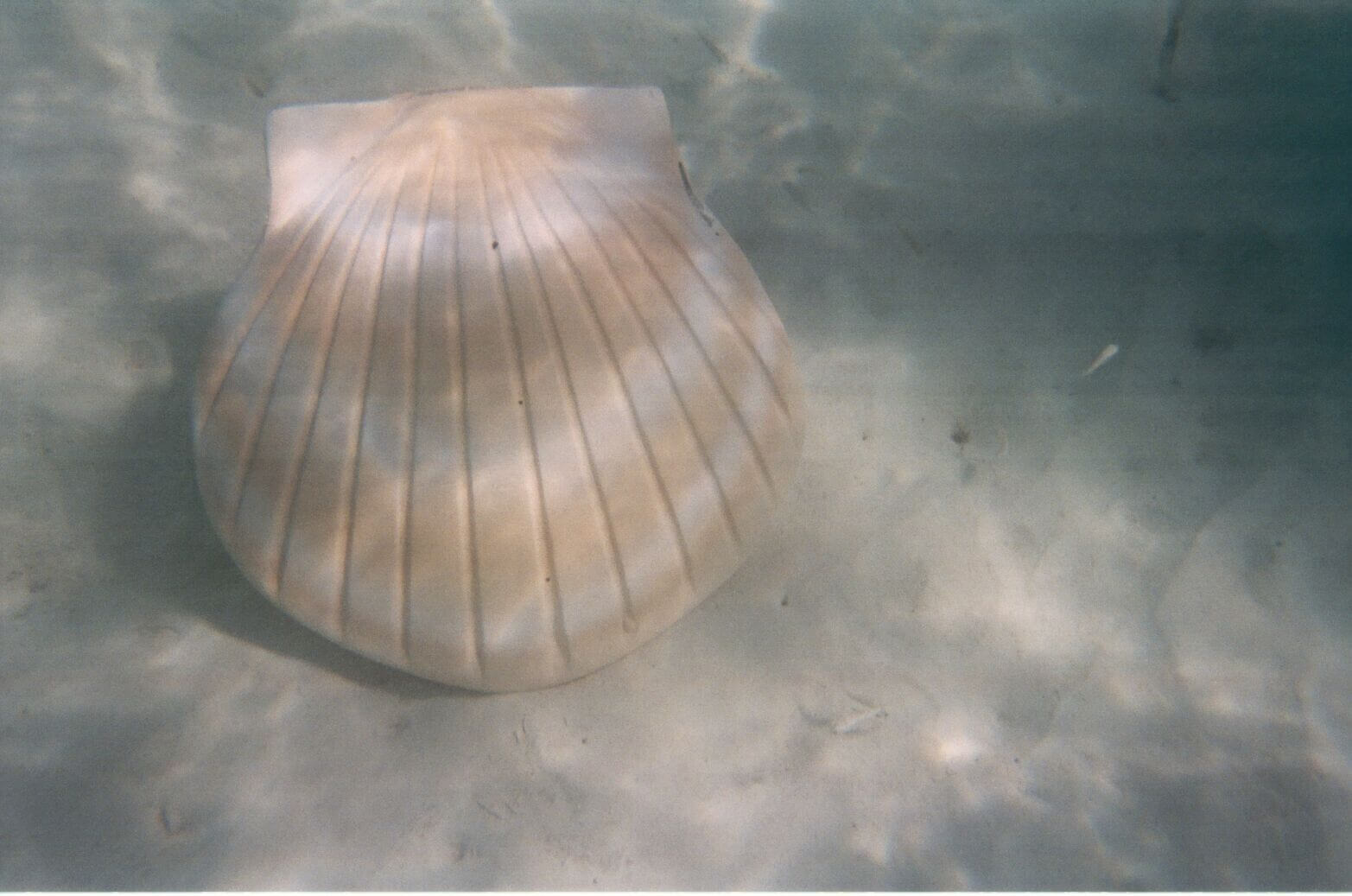 site image