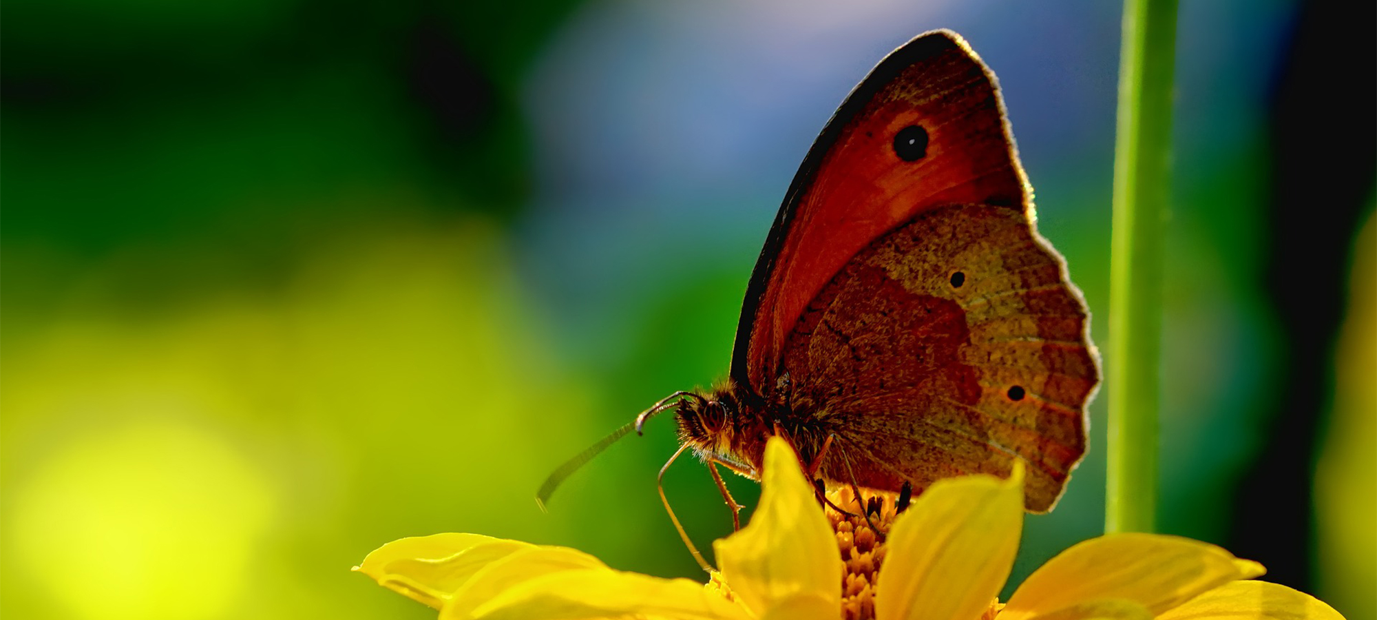 Greener Pastures Funeral Home Powder Springs GA funeral home and