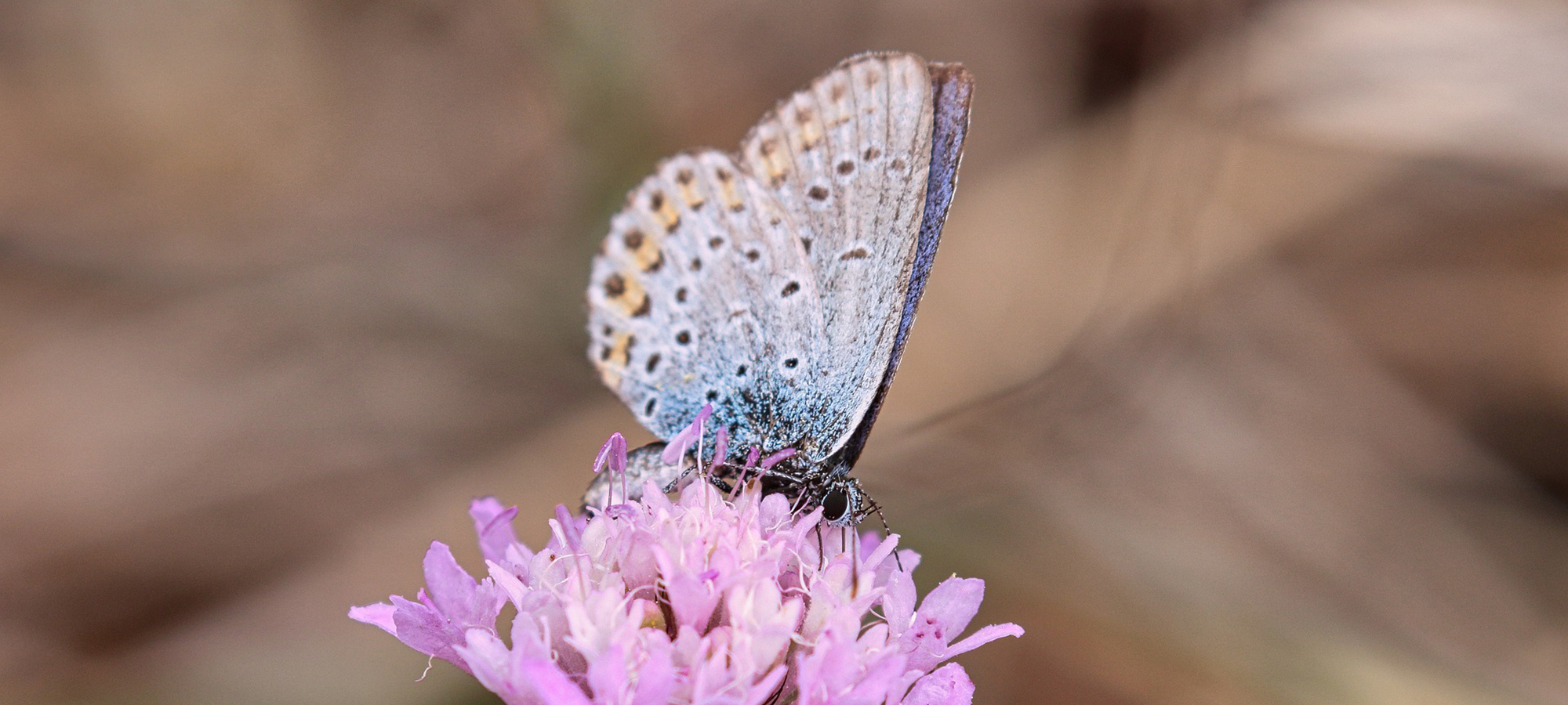Greener Pastures Funeral Home Powder Springs GA funeral home and