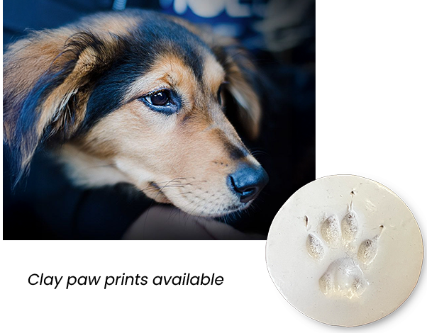 Pensacola Pet Cremation Services Family Pet Memorial Cremation