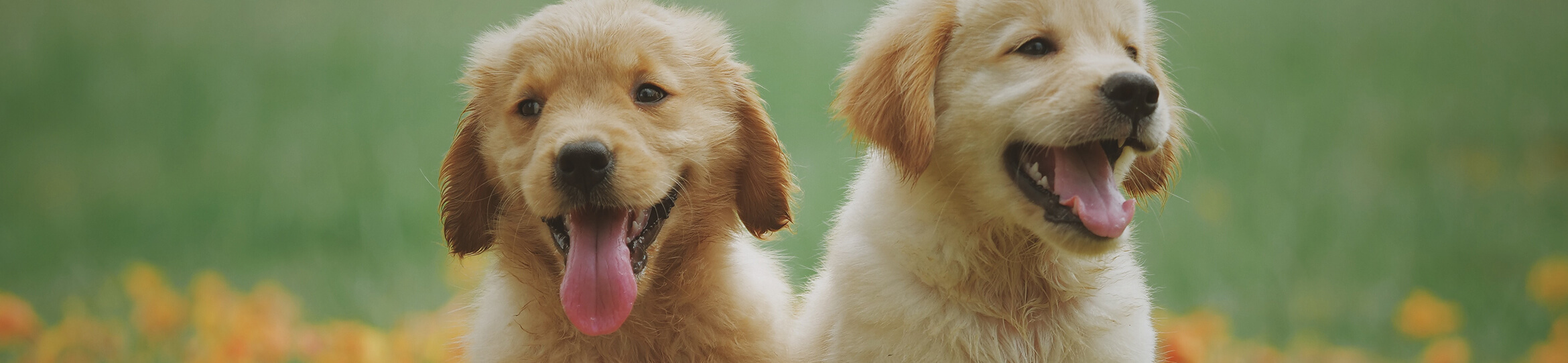 Forever In My Heart Pet Cremation West Granite Falls MN funeral home and cremation