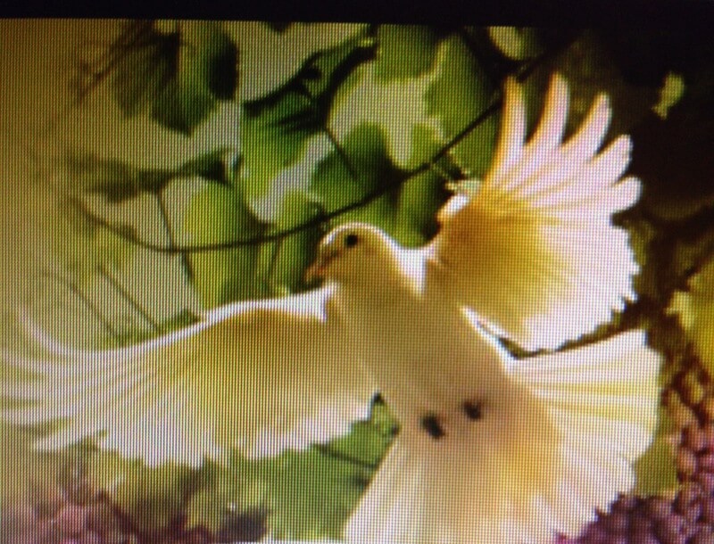 Our Services Greene's Funeral Home, LLC of Dillon, SC Dillon SC