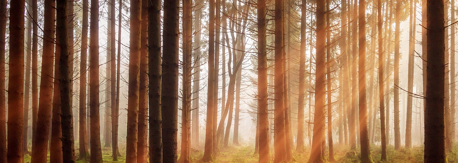 HemerPickerign Funeral & Cremation Services Medford WI funeral home and cremation