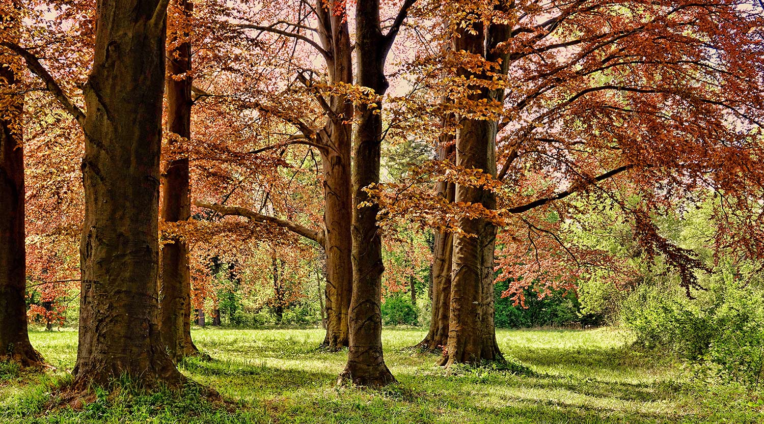 Header Graphic
