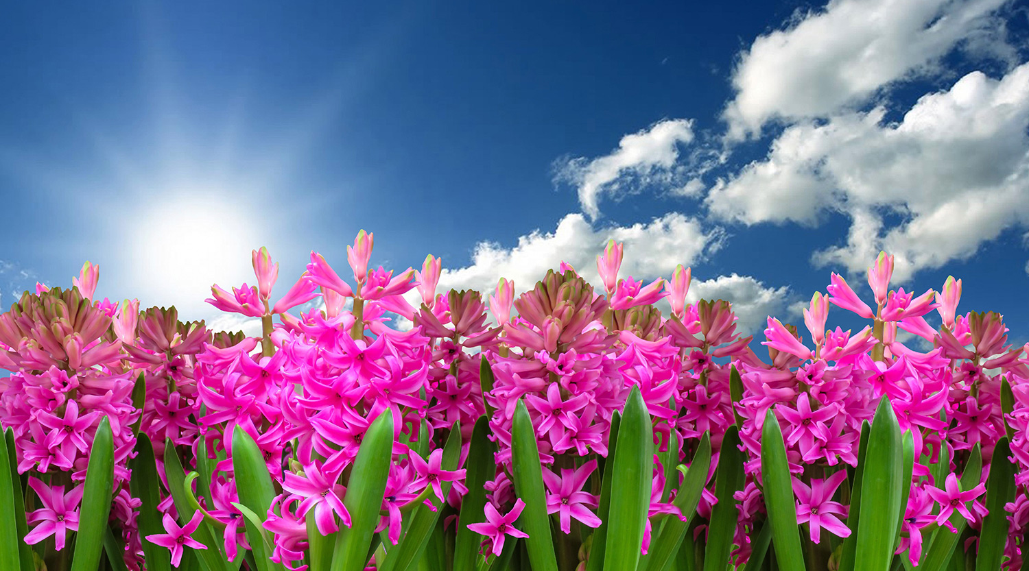 Header Graphic