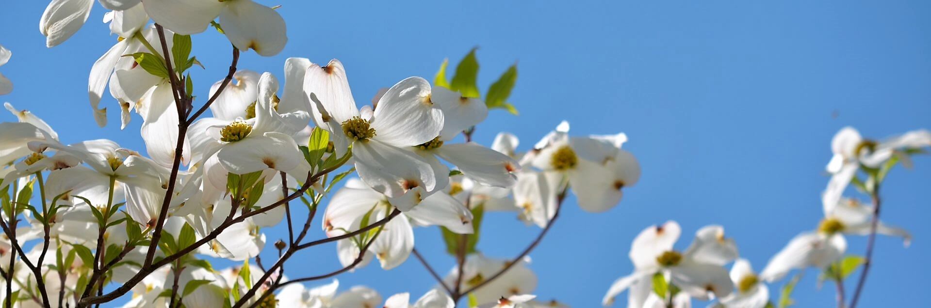 CobbHampton Funeral Home BARBOURVILLE KY funeral home and cremation