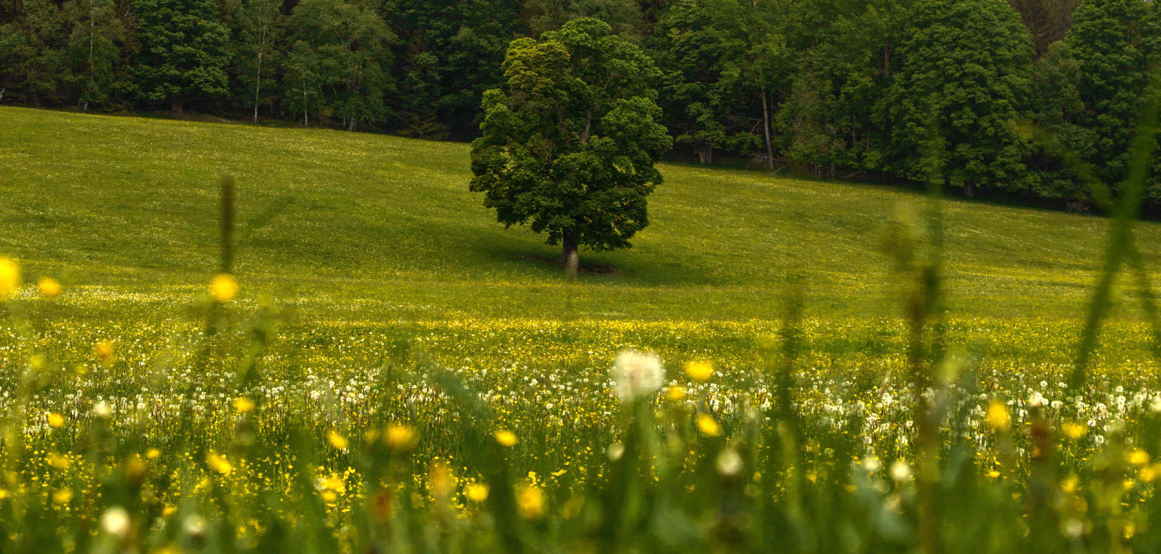 Koch Funeral Home Freeport OH funeral home and cremation