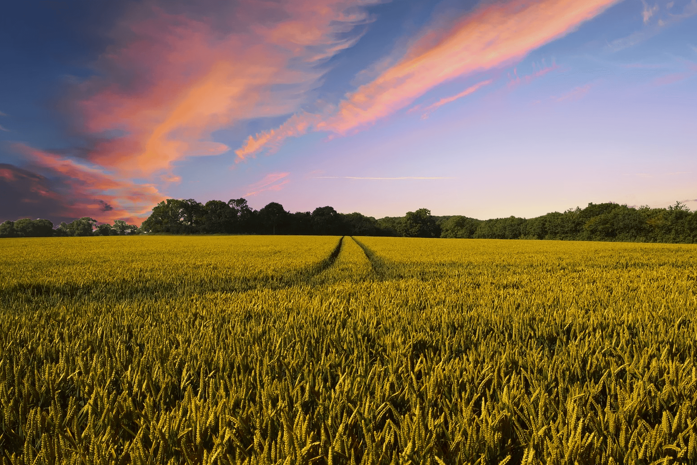 Header Graphic