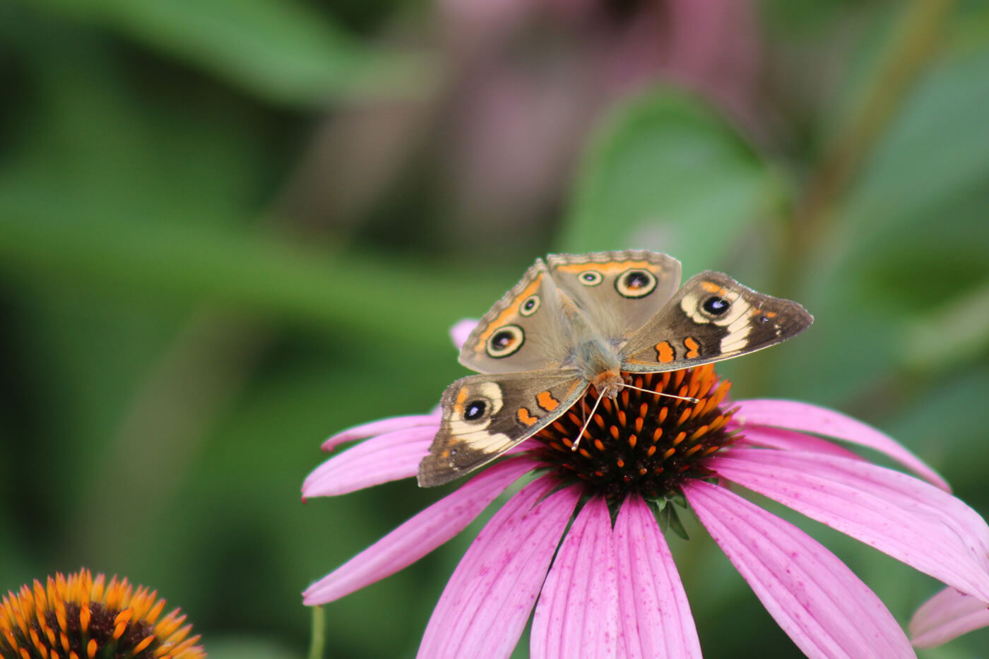 Krowicki Gorny Memorial Home Clark NJ funeral home and cremation