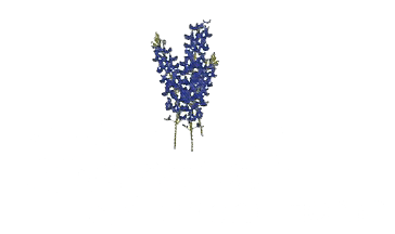 All Obituaries Legends Tri County San Marcos Tx Funeral Home And Cremation