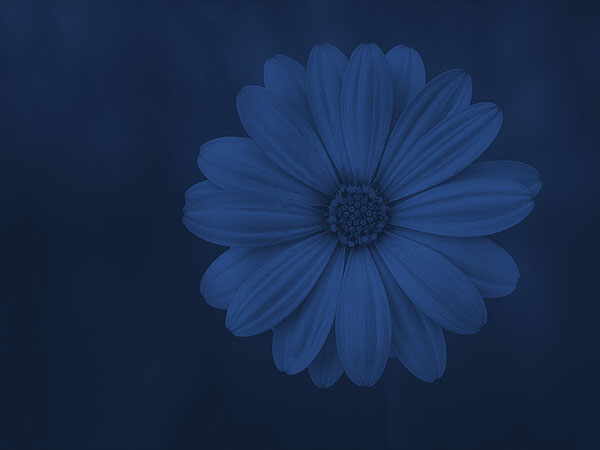 site image