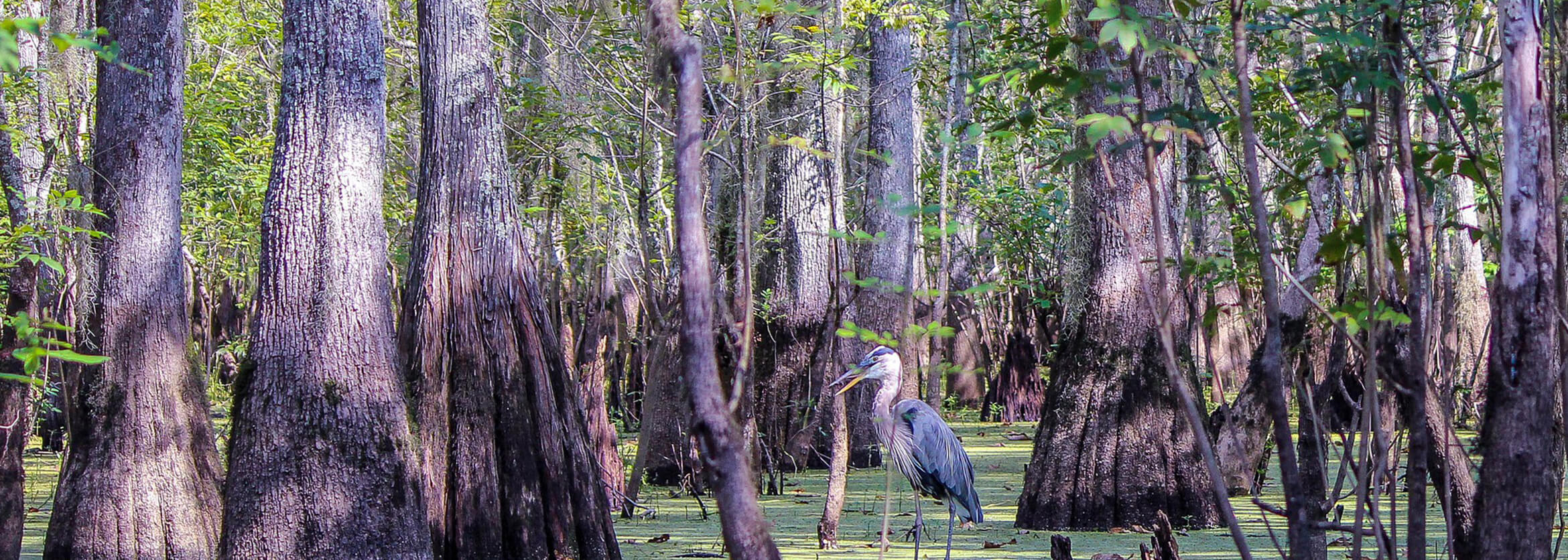 Mitchell Funerals and Cremations Winnsboro LA funeral home and cremation