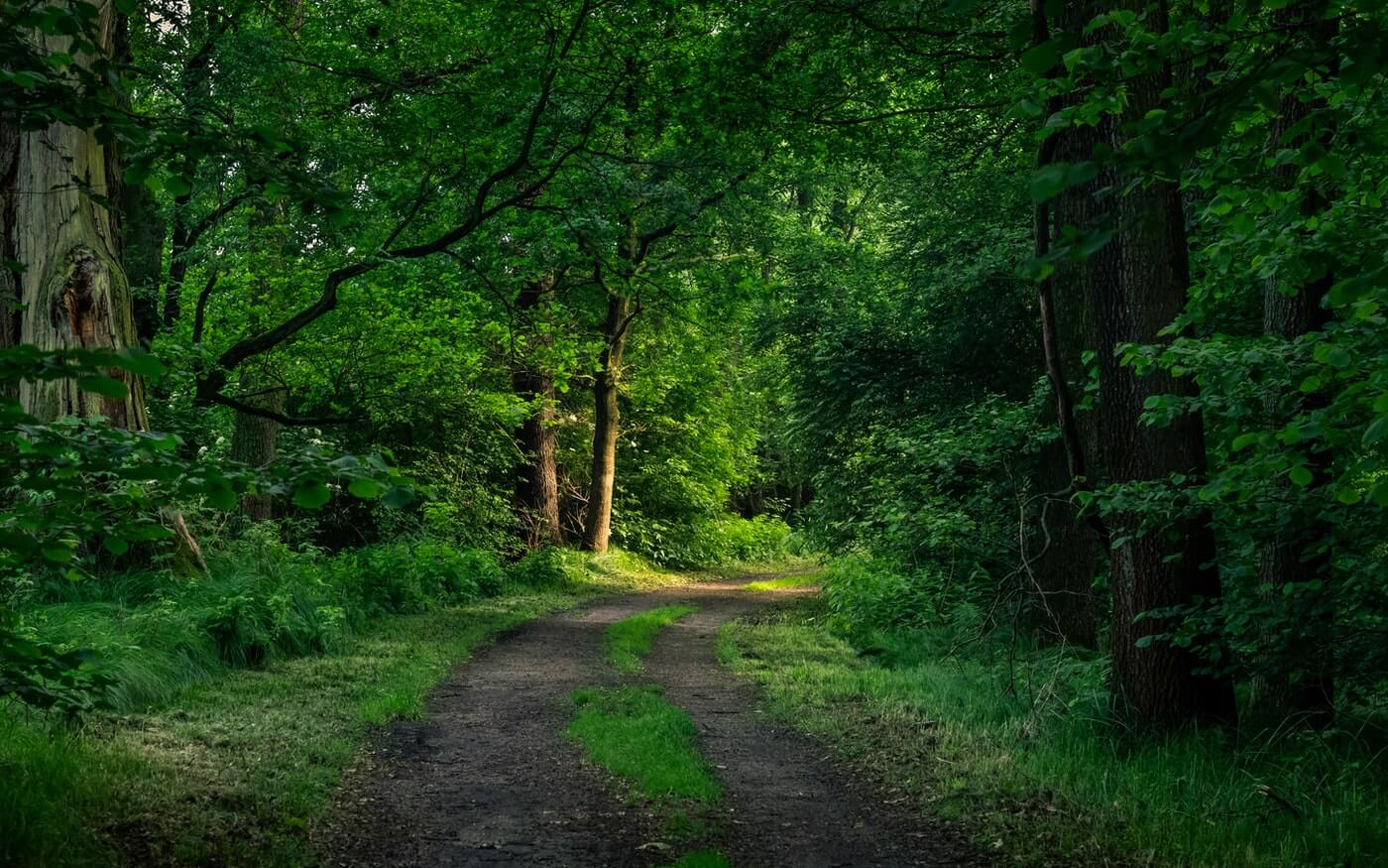 Natural Funerals Natural Funeral Company Verona PA funeral home and