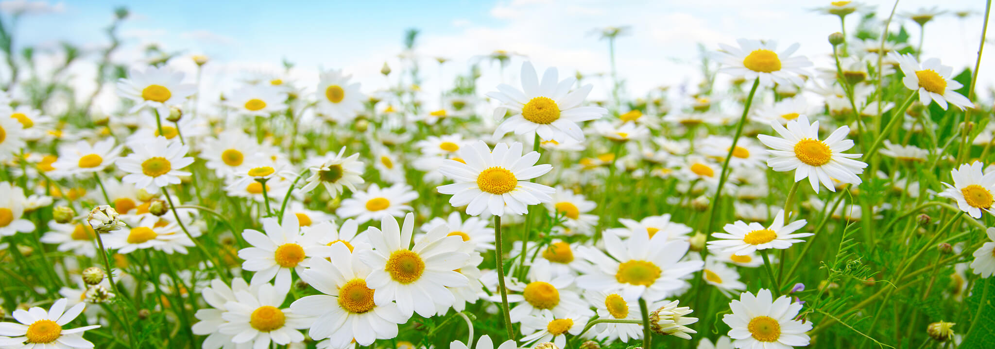 Nashville Funeral and Cremation | Nashville TN funeral home and cremation