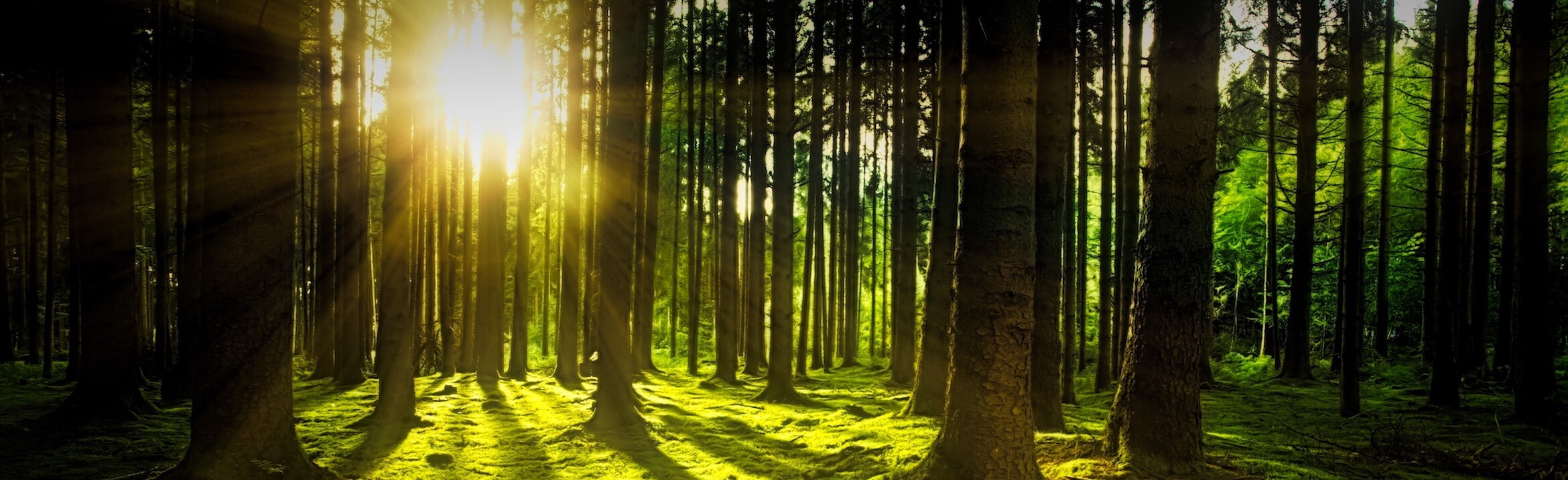 NieburgVitt, Thiebes Funeral Home Pacific MO funeral home and cremation