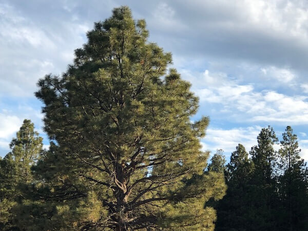 A Memory Tree - Olsonparent