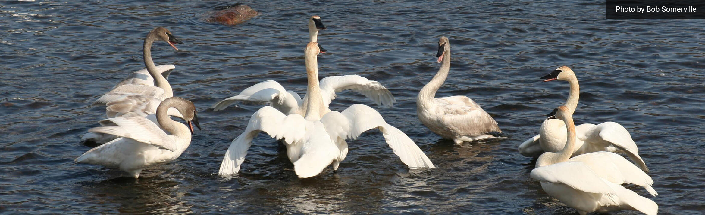 Peterson Grimsmo Funeral Chapel Monticello MN funeral home and cremation