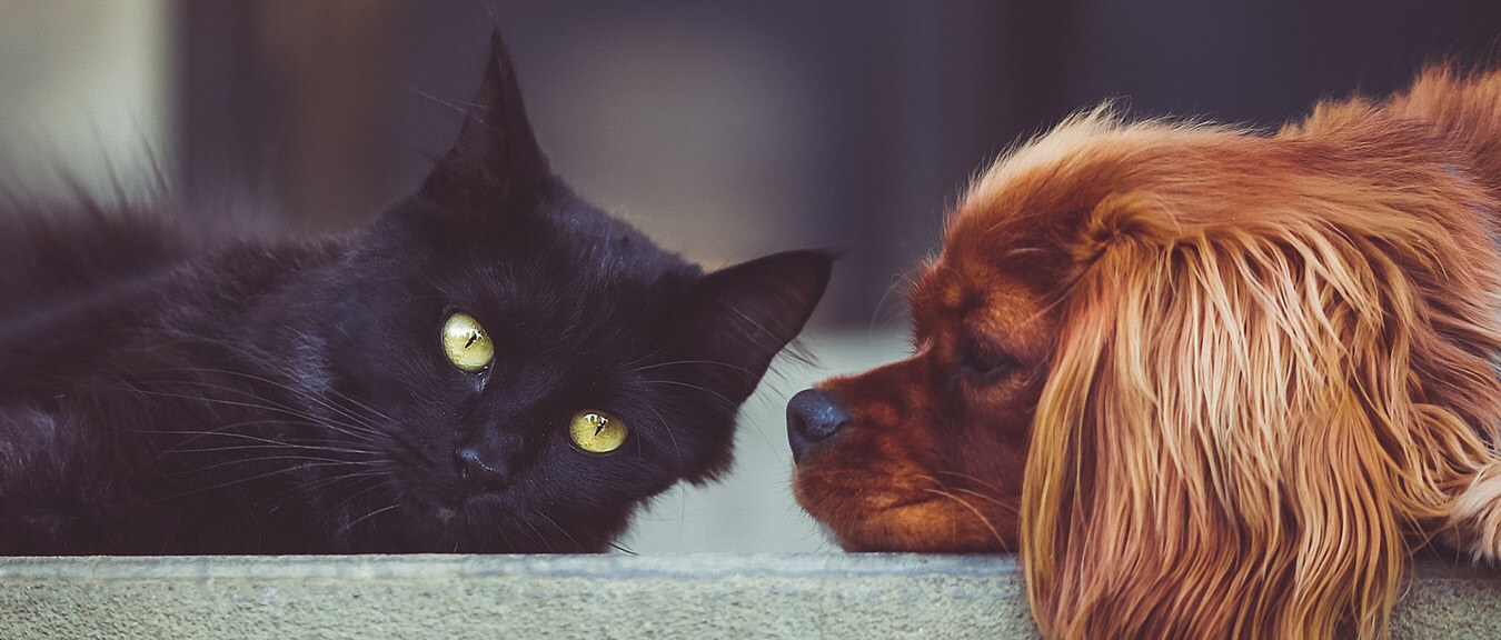 heavenly pet cremation