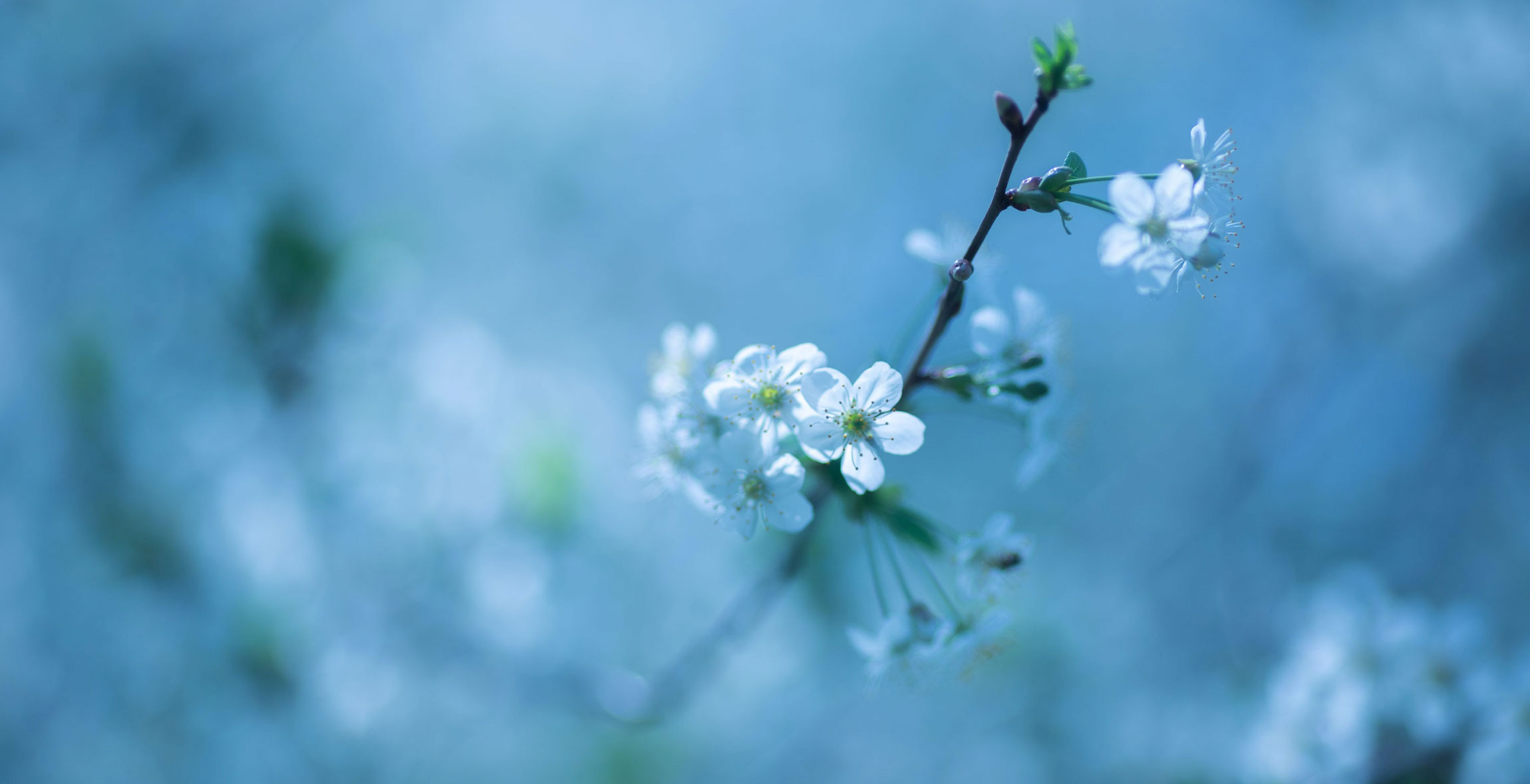 Roberts Funeral home in Wellsburg, NY