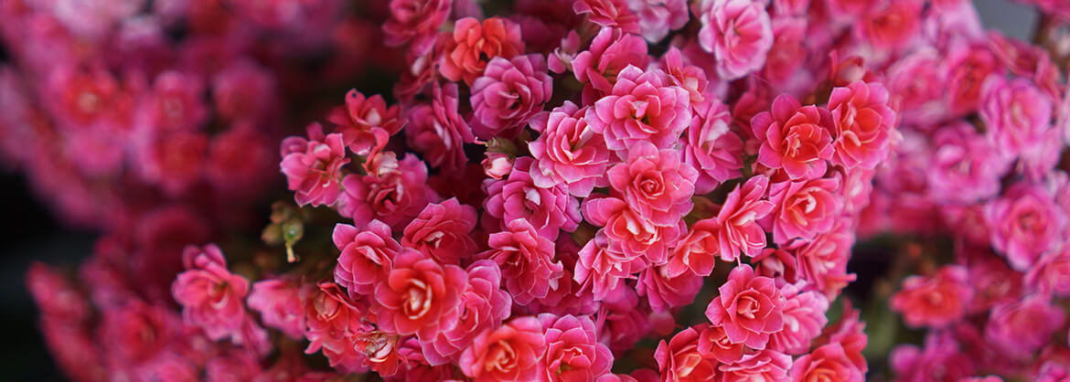 Ross Funeral Home | Mooers NY funeral home and cremation