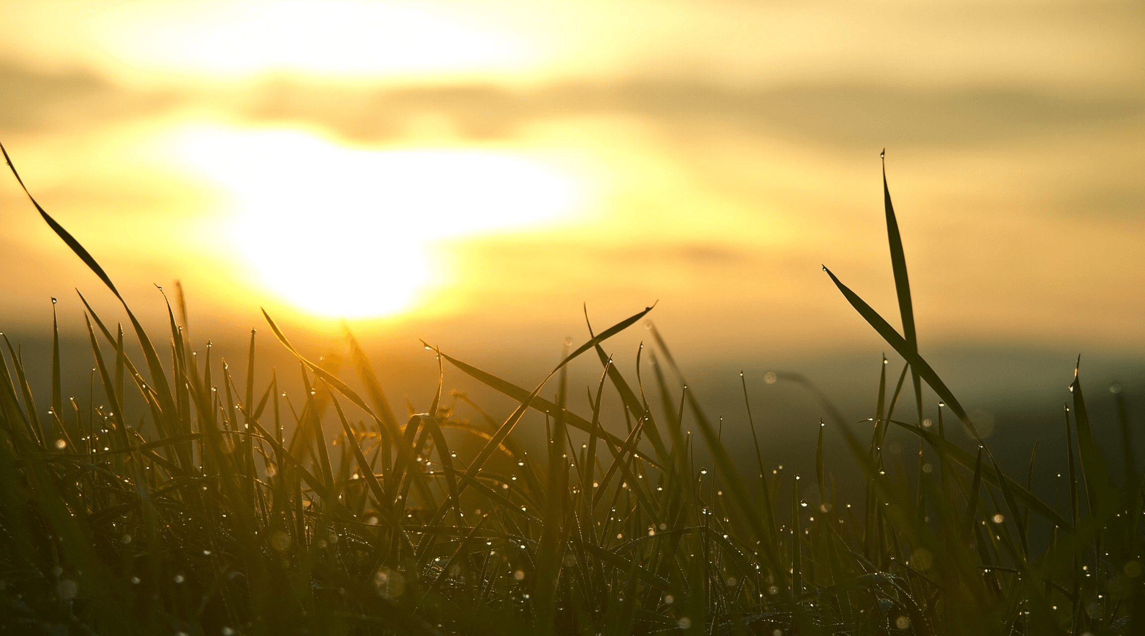 taylor funeral home monessen pa