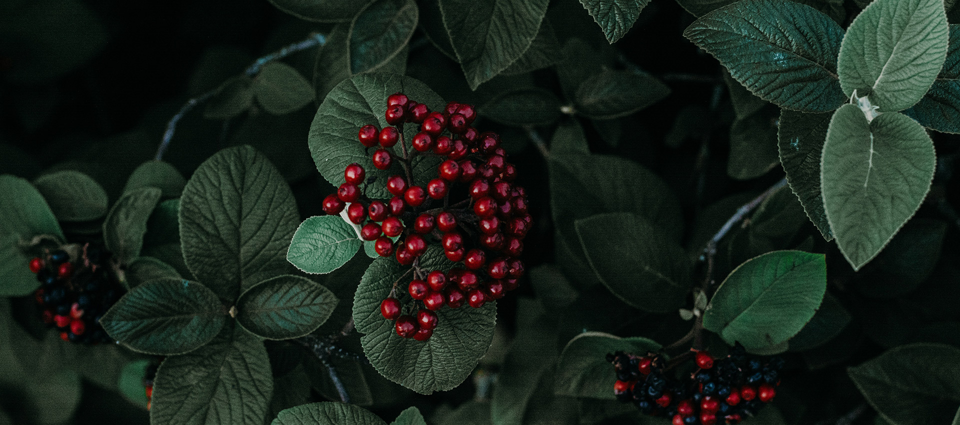 Header Graphic