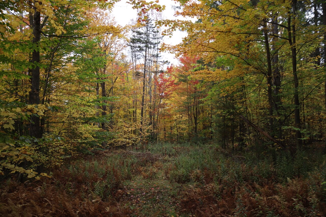 Vermont Forest Cemetery & Cremations Roxbury, VT