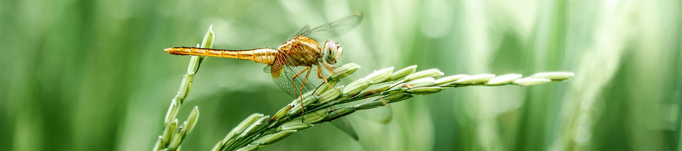 All Obituaries | Woodland Hills Funeral Home | Mankato MN funeral home and  cremation