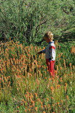 site image