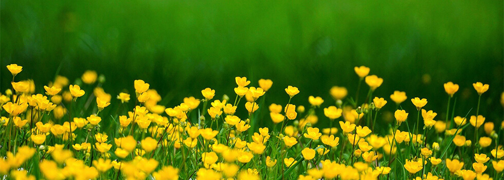 Zachrich Funeral Home and Cremation Services | Holgate OH funeral home