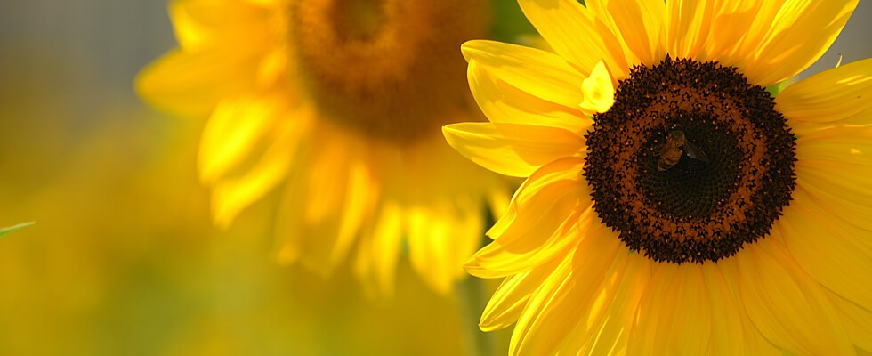 Humes Funeral Home | Addison IL funeral home and cremation