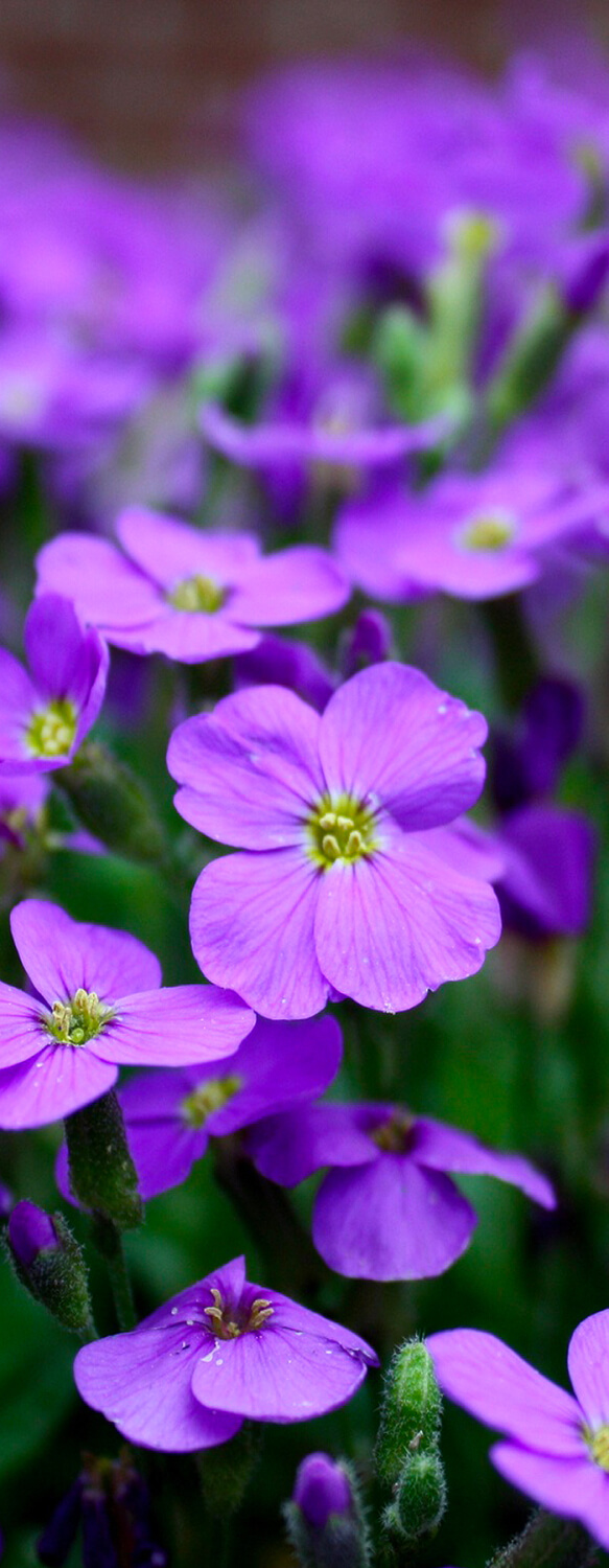 Carpino Funeral Home Southbury CT funeral home and cremation