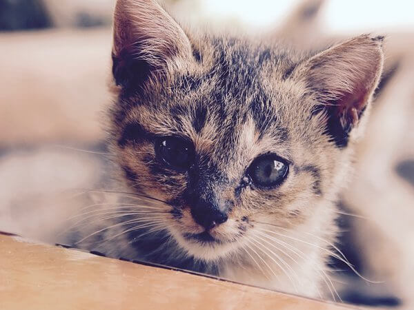 hamlett dobson pet cremation