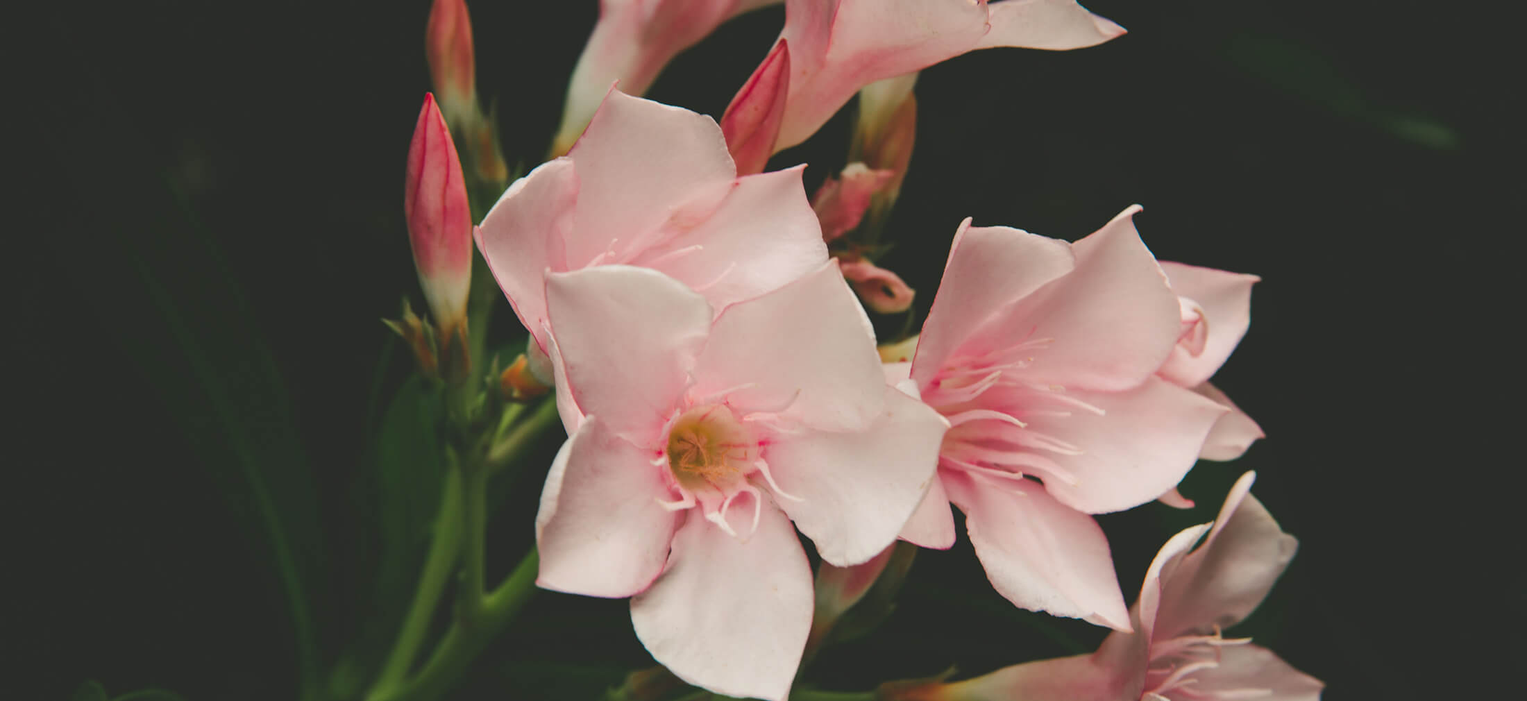 All Obituaries Shawn Chapman Funeral Home Chatsworth GA funeral