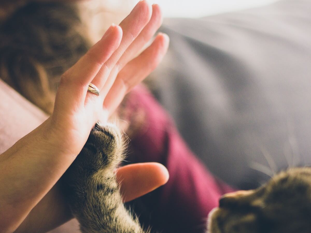 Cherished Pets Cremation Chicago IL funeral home and cremation