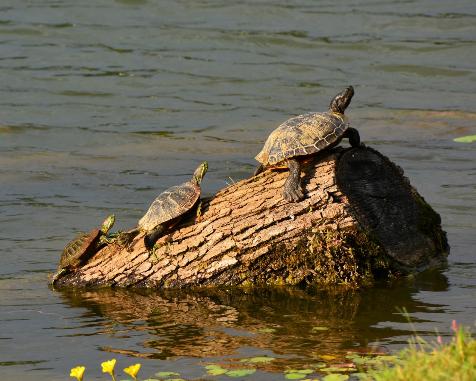 Turtles on Log