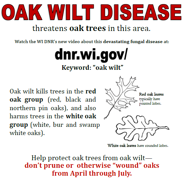 Oak Wilt