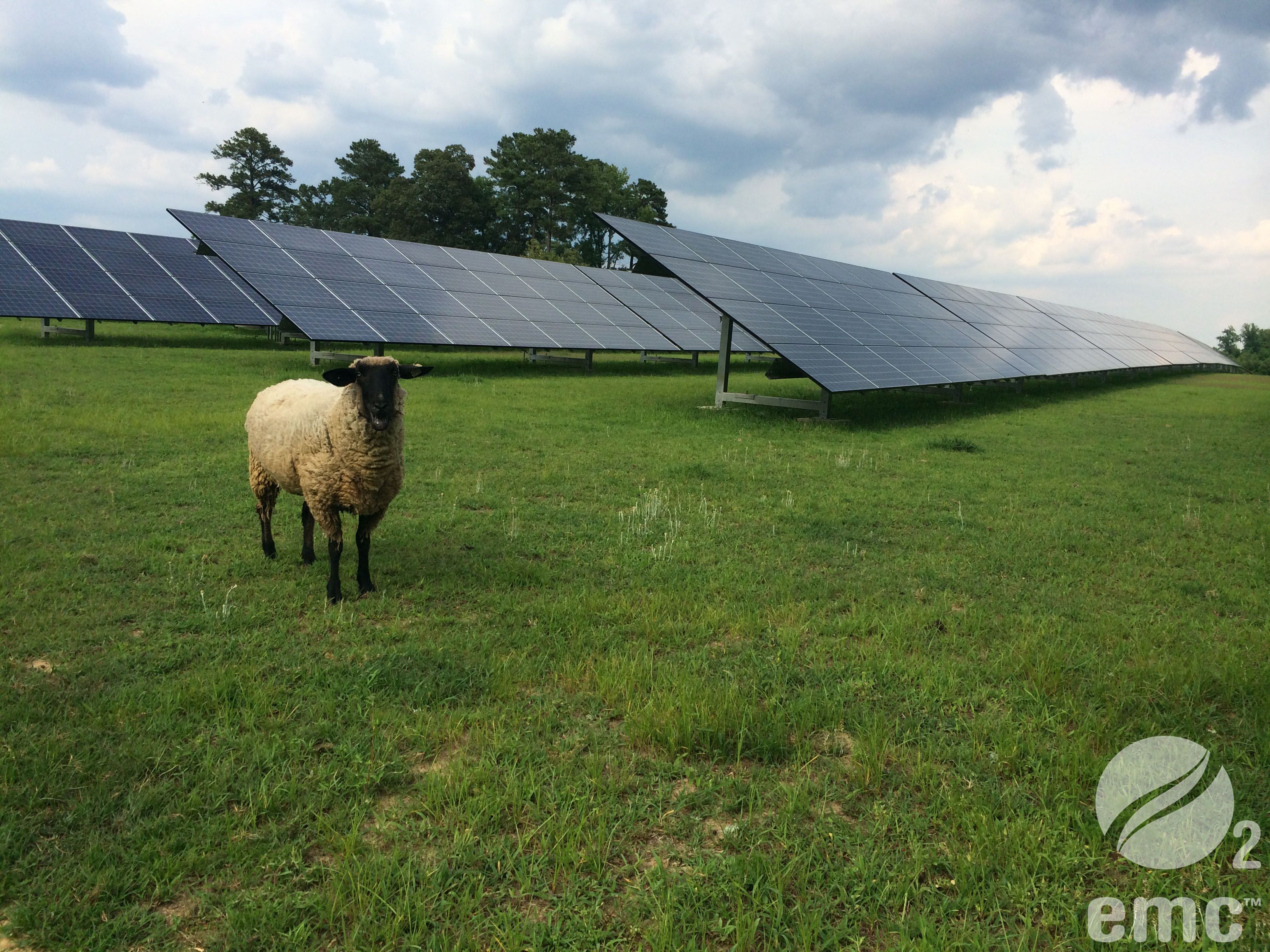 solar-sheep-watermarked