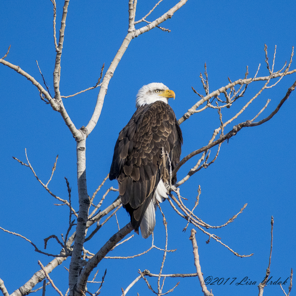 Kansas City Night Shoot & Bald Eagles At Loess Bluffs Events