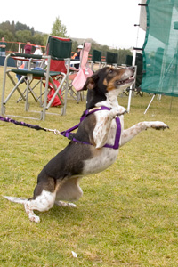 Just before take-off for a greeting leap