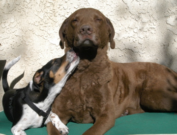 Anna and Rags, 2004