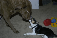 Rags holds a bone for Anna