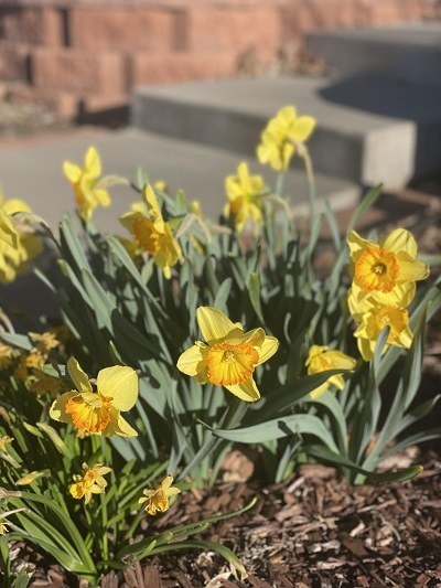 Daffodils 2023 
