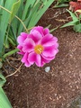 Picture of flower behind Sky Nursery