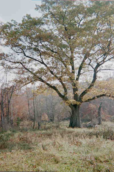 Largest Red Oak Tree in NJ