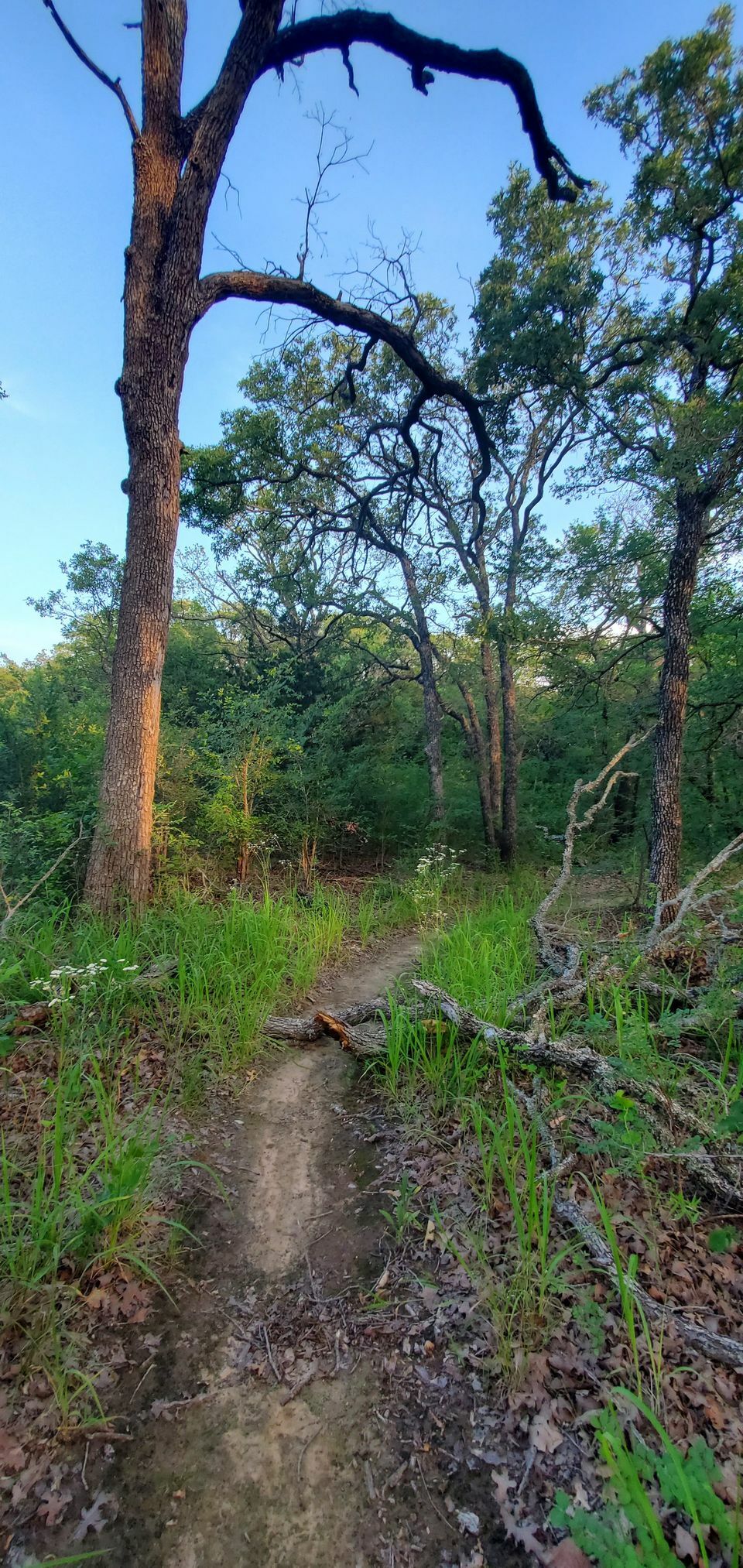 Johnson Branch Workday Events Dallas OffRoad Bicycle Association