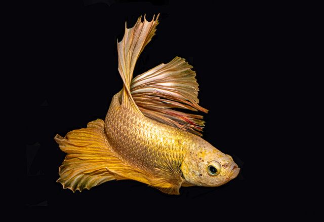 Golden Halfrock Betta