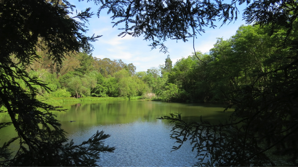 NATURE WALK JEWEL LAKE, TILDEN PARK, EASY TO MODERATE OPTIONS