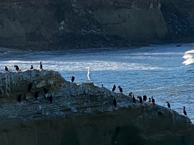 Birding