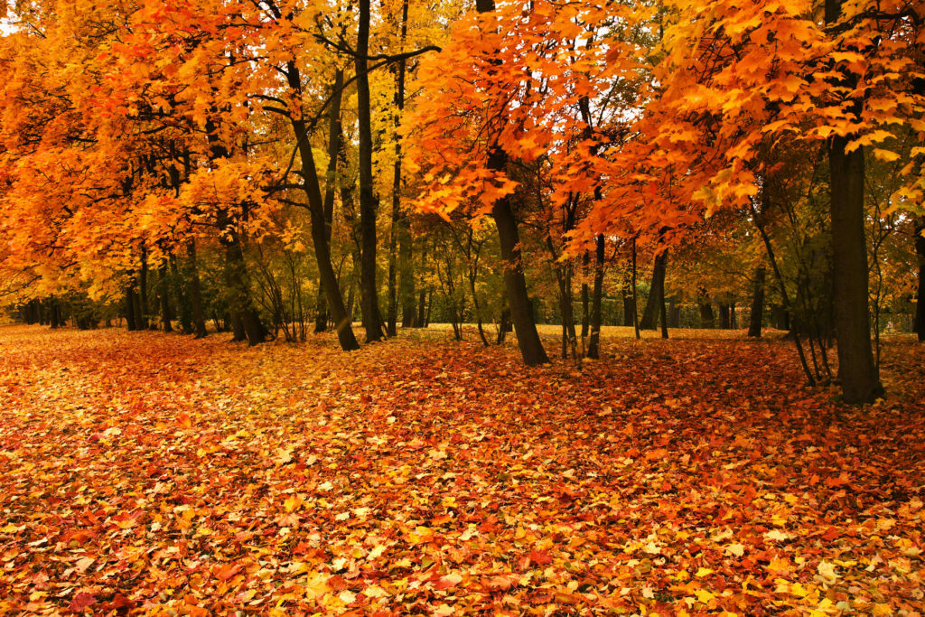 October Color Tour Drive & Dine Events Lambda Car Club
